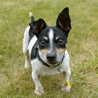 Bürohund Nale