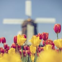 Buntes Tulpenfeld mit gelben und roten Tulpen im Vordergrund und traditioneller holländischer Windmühle unscharf im Hintergrund unter blauem Himmel.