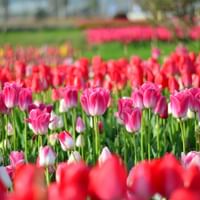 Lebendiges Tulpenfeld in Holland mit rosa und roten Tulpen in voller Blüte. Grüne Stiele und Blätter bilden Reihen in der Gartenlandschaft.