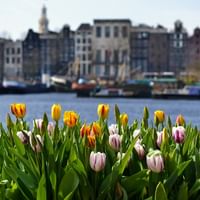 Amsterdamer Tulpenblüte am Kanal Bunte Tulpen in Gelb, Weiß, Rosa und Rot blühen im Vordergrund mit Amsterdamer Gracht und historischen Gebäuden im unscharfen Hintergrund.