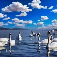 Gruppe weißer Schwäne schwimmt auf der blauen Donau unter strahlend blauem Himmel mit weißen Wolken. Berge und Boote im Hintergrund sichtbar.