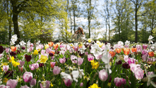 Vibrant field of multicolored tulips and daffodils at Keukenhof with a visitor in the background among tall trees under blue sky.