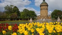 Historischer Wasserturm in Mannheim mit grüner Kupferkuppel, umgeben von bunten Tulpengärten. Gelbe und rote Tulpen blühen im Vordergrund.