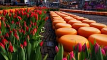 Tulips and cheese in Holland