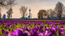 Purple crocuses blooming in a meadow with Düsseldorf skyline and Rheinturm tower in the background under a spring sky with bare trees.