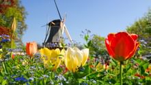 Red, yellow, and orange tulips with blue forget-me-nots in foreground. Traditional Dutch windmill stands behind the flower beds under clear sky.