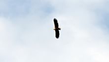 White-tailed eagle with dark plumage and spread wings soaring against a light cloudy sky over the Szczecin Lagoon in Poland.