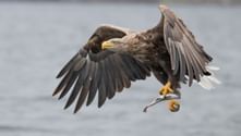 White-tailed eagle in flight with spread wings carrying a fish in its yellow talons over water at Stettin Lagoon.