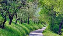 spring on the danube cycle path