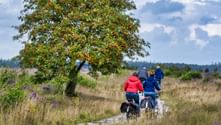 Group of cyclists on a path through heathland in Veluwe National Park, with a large apple tree and purple heather under cloudy skies.