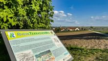 RheinTerrassenWeg Hikind Trail RheinTerrassenWeg Hiking Trail