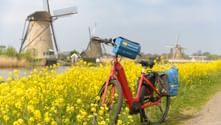 Rotes Fahrrad mit blauen Taschen neben gelbem Rapsfeld mit historischen Kinderdijk Windmühlen im Hintergrund unter bewölktem Himmel.