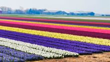 Reihen bunter Tulpen in weißen, blauen, gelben, rosa und violetten Streifen auf einem holländischen Bauernhof. Gebäude im Hintergrund.