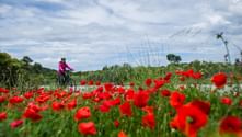 Radfahrer in rosa Jacke fährt durch leuchtendes rotes Mohnfeld auf Korčula mit Berg und bewölktem Himmel im Hintergrund.