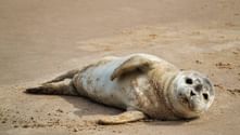 Seal on the beach of Scheveningen