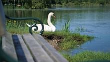 Swan's Nest on the Danube on the Cycle Route to Vienna