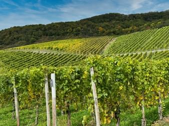Rows of grapevines in autumn colors on hillside vineyards along the Moselle. Forested hills rise in the background under a blue sky.