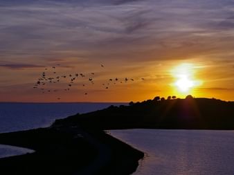 Dramatischer Sonnenuntergang über dänischer Küste mit Vogelschwarm vor orange-violettem Himmel. Dunkle Halbinsel erstreckt sich ins ruhige Wasser.