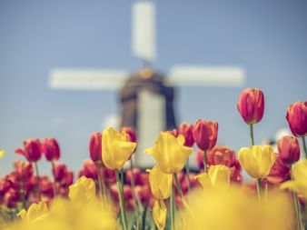 Buntes Tulpenfeld mit gelben und roten Tulpen im Vordergrund und traditioneller holländischer Windmühle unscharf im Hintergrund unter blauem Himmel.