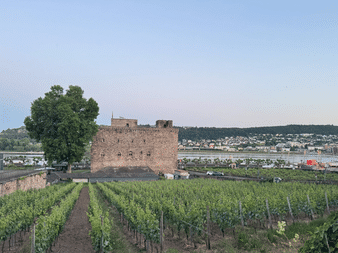 Steinburg umgeben von Weinbergreihen in Rüdesheim. Ein großer Baum steht neben der Festung, mit Rhein und Stadt im Hintergrund sichtbar.