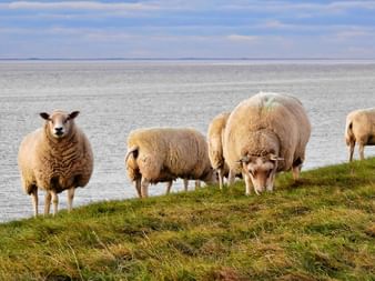 Vier wollige Schafe grasen auf grünem Gras entlang eines Deiches in Holland. Wasser und bewölkter Himmel im Hintergrund sichtbar.