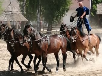 Mann in blauer Tracht steht auf Pferden bei einer Puszta-Pferdeshow. Fünf Pferde im Geschirr bewegen sich über staubigen Boden.