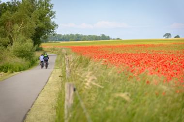 Zwei Radfahrer auf einer asphaltierten Landstraße neben einem leuchtend roten Mohnfeld in hügeliger Landschaft unter blauem Himmel.