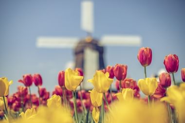 Tulpenblüte und Windmühle Tulpenblüte und Windmühle