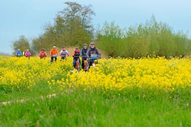 Gruppe von Radfahrern mit Helmen steht mit Rädern in leuchtend gelbem Rapsfeld in Holland, umgeben von grünen Bäumen unter blauem Himmel.