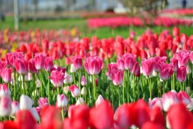 Buntes Tulpenfeld in Holland Lebendiges Tulpenfeld in Holland mit rosa und roten Tulpen in voller Blüte. Grüne Stiele und Blätter bilden Reihen in der Gartenlandschaft.