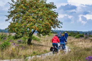 Gruppe von Radfahrern auf einem Weg durch die Heidelandschaft im Veluwe Nationalpark, mit einem großen Apfelbaum und lila Heidekraut.