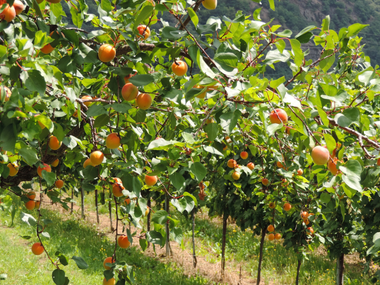 Aprikosenbäume voller reifer oranger Früchte in einer Plantage. Grünes Gras bedeckt den Boden zwischen den Baumreihen mit Hügeln im Hintergrund.