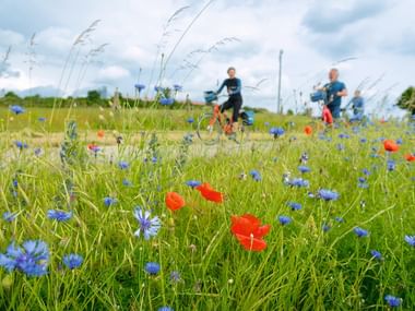 Colorful wildflower meadow with red poppies and blue cornflowers in foreground, cyclists visible in blurred background under cloudy sky.