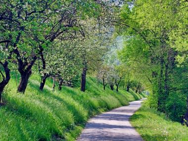 spring on the danube cycle path