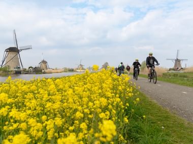 Three cyclists on a path beside bright yellow rapeseed flowers with traditional Dutch windmills of Kinderdijk in the background under a cloudy sky.