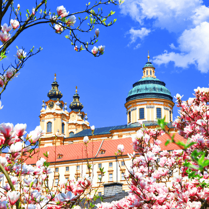 Stift Melk in Österreich, eingerahmt von rosa und weißen Magnolienblüten im Frühling. Das barocke Kloster zeigt gelbe Wände und eine Kupferkuppel.