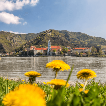 Gelbe Blumen im Vordergrund mit Blick auf Dürnstein an der Donau. Historische Gebäude und blauer Kirchturm unter grünen Hügeln sichtbar.