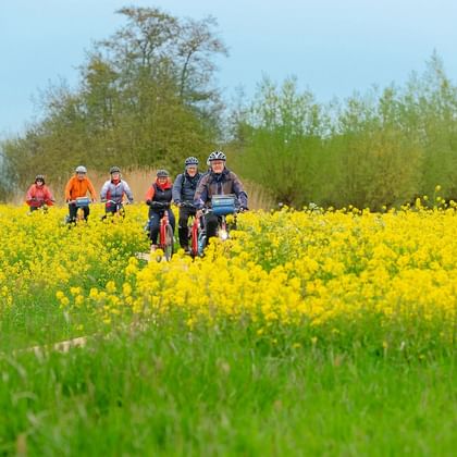 Gruppe von Radfahrern mit Helmen steht mit Rädern in leuchtend gelbem Rapsfeld in Holland, umgeben von grünen Bäumen unter blauem Himmel.