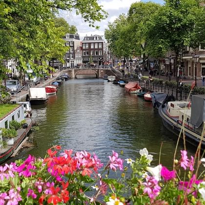 Amsterdam canal with colorful flowers Amsterdam canal lined with houseboats and historic buildings, viewed through colorful pink and red flowers in the foreground.