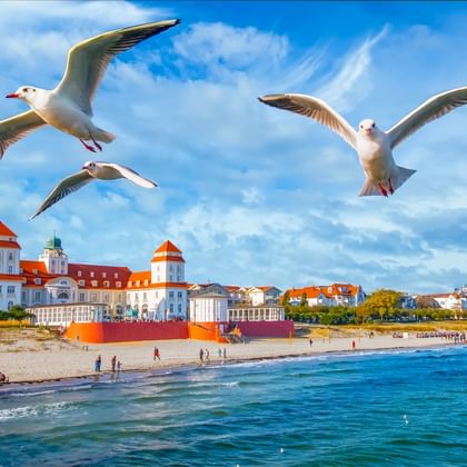 Drei Möwen fliegen über den Ostseestrand von Binz auf Rügen. Weiße historische Bäderarchitektur mit roten Dächern säumt den Sandstrand.