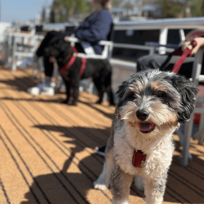Small white and gray dog on wooden sun deck of Classica ship with black dog and passengers in background. Red leashes visible.