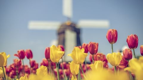 Tulpenblüte und Windmühle