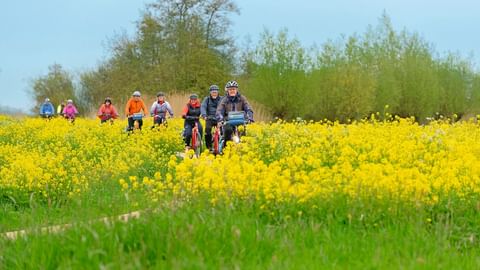 Gruppe von Radfahrern mit Helmen steht mit Rädern in leuchtend gelbem Rapsfeld in Holland, umgeben von grünen Bäumen unter blauem Himmel.
