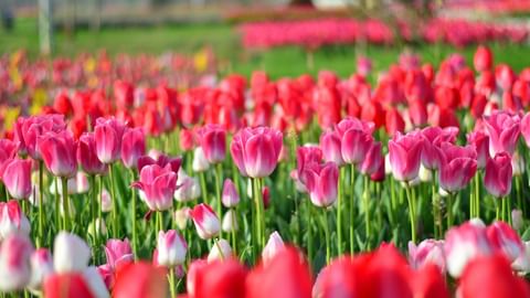 Lebendiges Tulpenfeld in Holland mit rosa und roten Tulpen in voller Blüte. Grüne Stiele und Blätter bilden Reihen in der Gartenlandschaft.