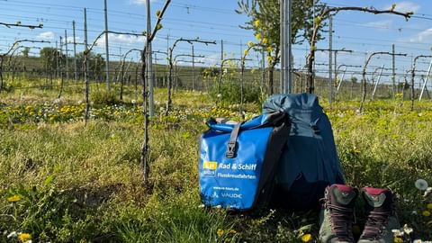 Blaue Fahrradtaschen, dunkler Rucksack und Wanderschuhe auf Gras zwischen Löwenzahn in einem Weinberg mit kahlen Rebstöcken unter blauem Himmel.
