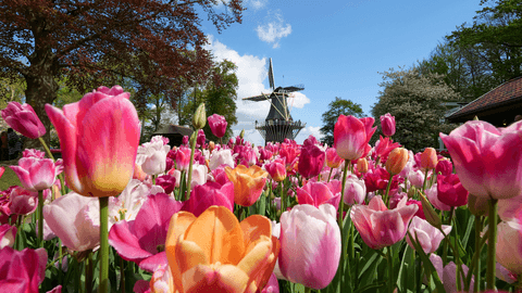 Vibrant pink, orange, and white tulips in full bloom at Keukenhof gardens near Lisse, with a traditional Dutch windmill in the background.