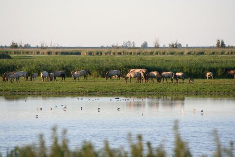 Conic horses in Oostvaardersplassen National Park