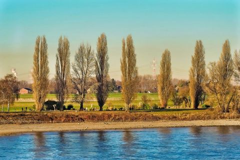 Blick auf die Wiesen entlang des Rheins
