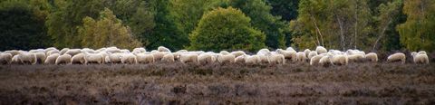 Sheep in De Hoge Veluwe National Park