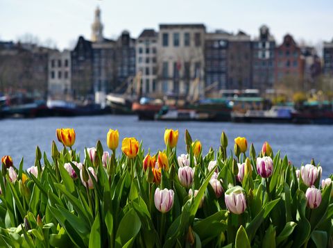 Amsterdam, Tulpenblüte